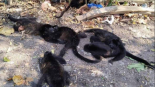Маймуни падат мъртви от дърветата в Мексико