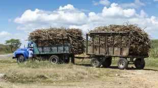 Страда производството на ромРеколтата от захар в Куба намалява до