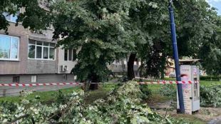 Силна буря изкорени няколко дървета в Пазарджик