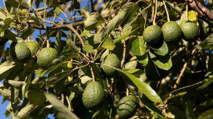 Въоръжени мъже са ограбили 40 тона авокадо в западния мексикански