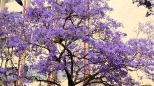 Лисабон се превърна в дом на повече от 2000 дървета с "лилав" балдахин (СНИМКИ)