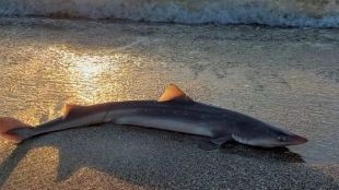 Малка черноморска акула се появи на плажа в Бургас