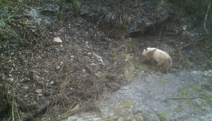 Дива кафява гигантска панда беше уловена от камера в планините