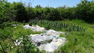 Разкриха наркооранжерии във ферма и гора в Добричко