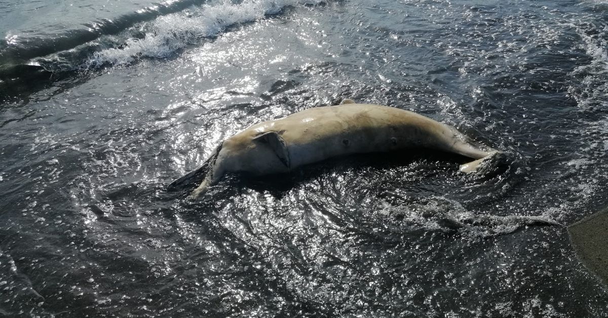 Морето изхвърли тялото на мъртъв делфин, а гледката натъжи летовниците