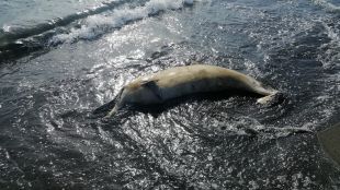 Морето изхвърли тялото на мъртъв делфин а гледката натъжи летовниците