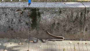 Нашествие от змии в Кюстендилско през това лято Проблемът е