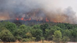 Сухи треви и храсти горят в бургаския парк Росенец в