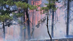 Пожарникари и доброволци укротиха огъня в гората край Стрелча