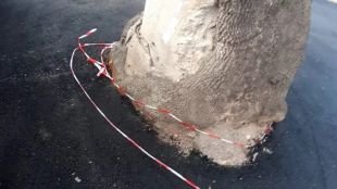 Трагикомично асфалтиране около 200 годишен чинар разбуни духовете в пловдивското