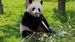 Китай оставя САЩ без панди в зоопарковете за първи път от 50 години