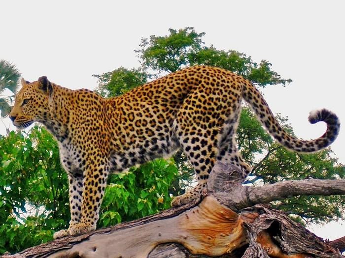 Леопард ухапа момиче в Зоопарка във Варна при опит за