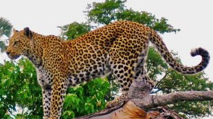 Увеличаването на броя на инцидентите при които леопарди и други