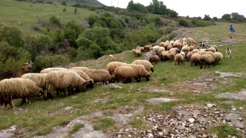 И днес не взеха втора проба за чума в Болярово