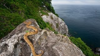 Змийският остров - кошмарът ви се сбъдва