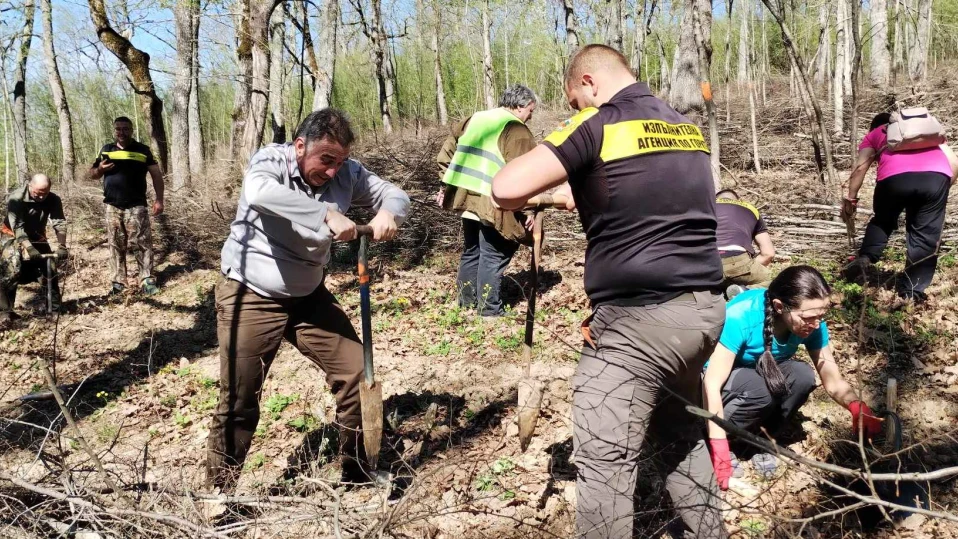 Засаждат 15 дка дъбова гора край Веселиново