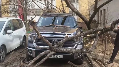 Дърво се стовари върху паркиран автомобил в столичния кв. "Изток"