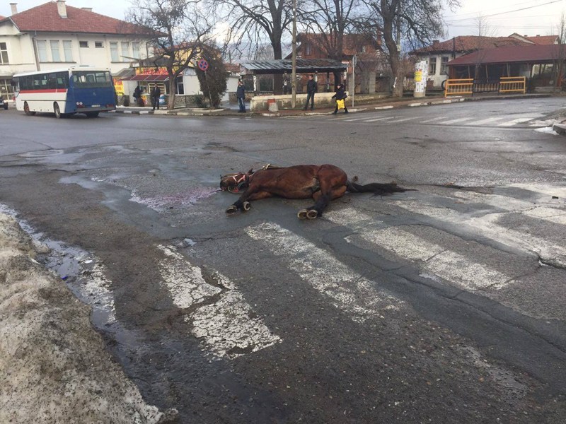 Скитащи коне предизвикаха две катастрофи в старозагорско