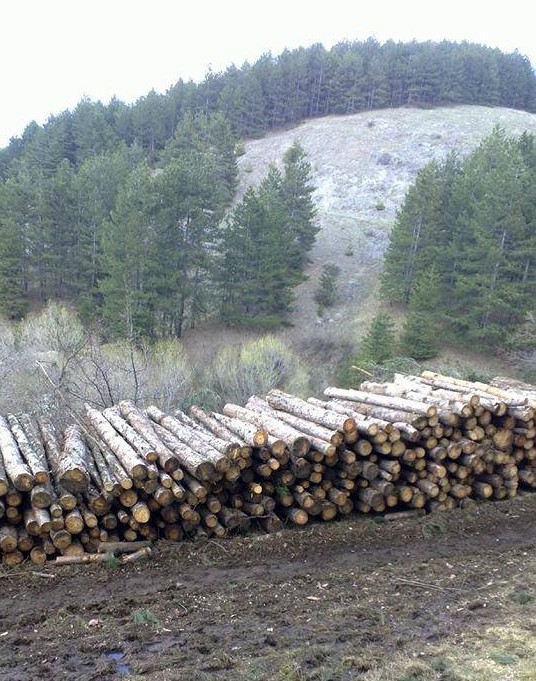 Гората на Дивотино изчезва от поголовна сеч