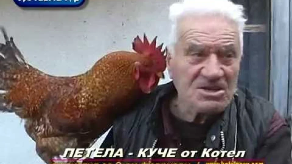Петел, отглеждан като куче, пази стопанина си в Котел