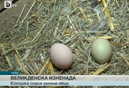 Кокошка от село Чурек снася зелени яйца