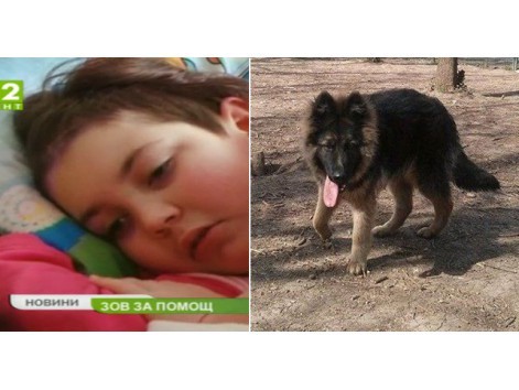 Намери се любимото куче на малката Калояна, болна от рак