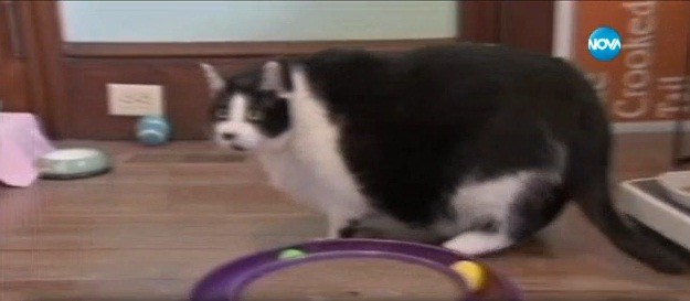 Настаниха котка в клиника заради наднормено тегло