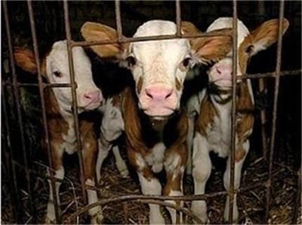 Близките на загиналия от антракс са здрави