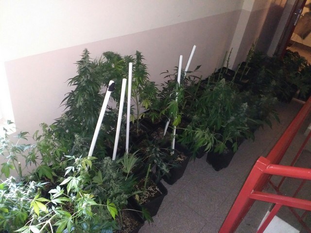 Безработен въртял наркоферма в Бургас