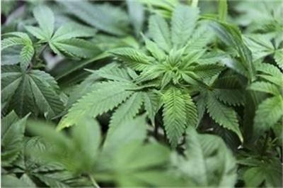 70-годишна баба си лекува бъбреците с канабис, съдят я