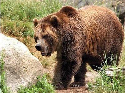 Мечка избяга от заграждението си в плевенския зоопарк, заловиха я край клетката на лъва