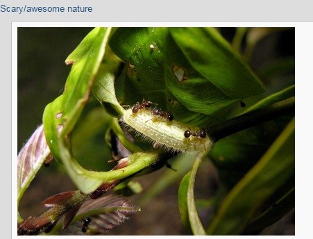 Гъсеници дрогират мравки, за да са им слуги