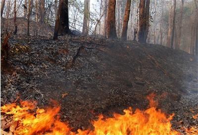 9 521 дка са опожарените гори само за 14 дни