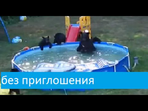 Семейство мечки си устроиха джамбуре в басейн в Ню Джърси(Видео)