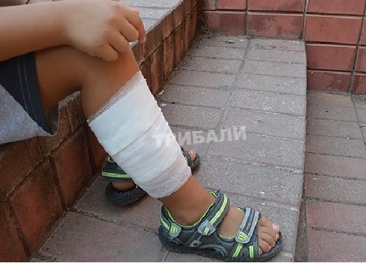 Куче нахапа дете в центъра на Враца