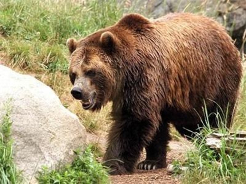 Мечка нападна селянин в село Беден