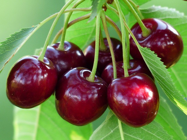 Каква селскостопанска продукция изнасяме