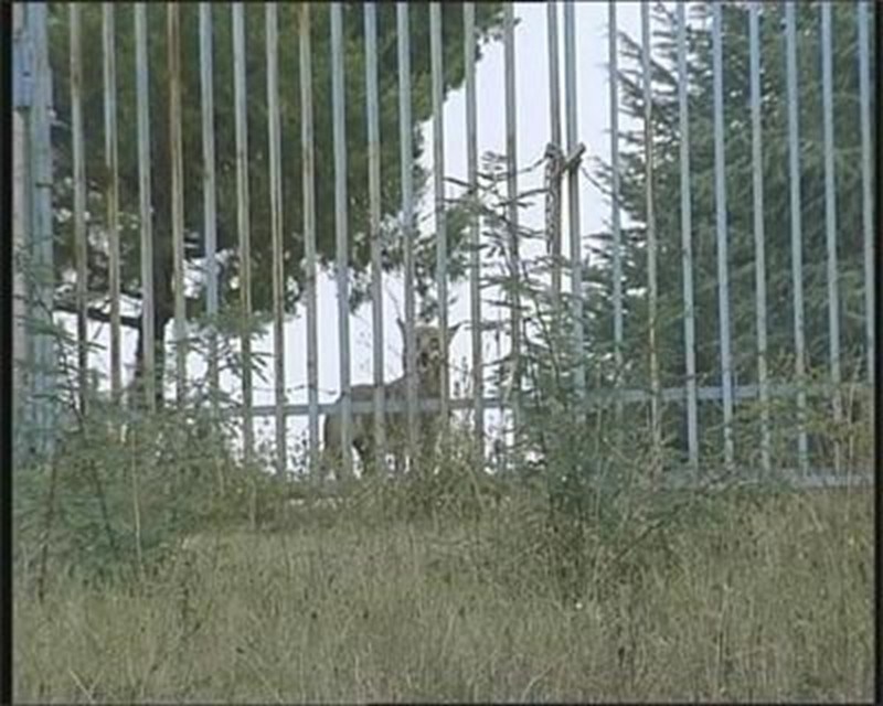 Вълчицата от зоопарка в Благоевград още е на свобода, от два дни не е яла