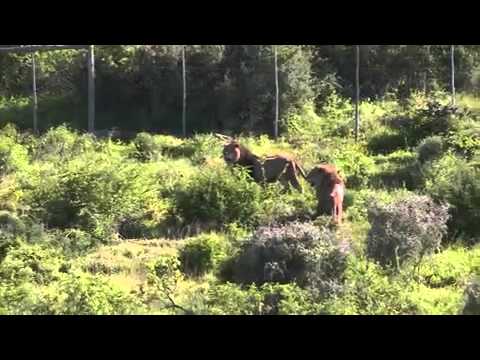 Българските лъвове Блеки и Жора се установиха в новия си дом в Южна Африка