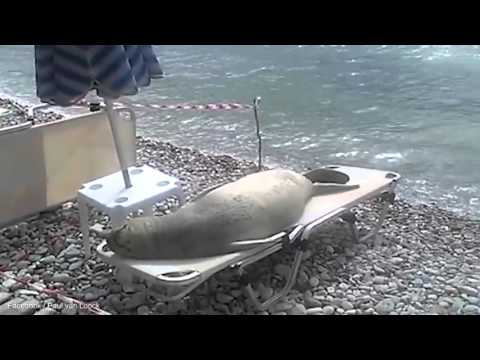 Вижте как морски лъв се препича на шезлонг на плажа (видео)