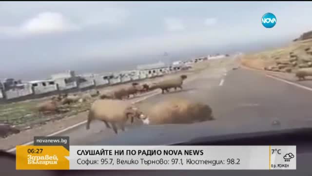 Овен потроши кола, застанала на пътя му (видео)