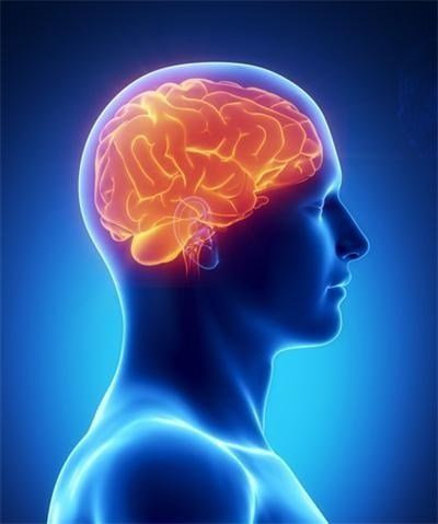 По-големият мозък не гарантира по-висока интелигентност