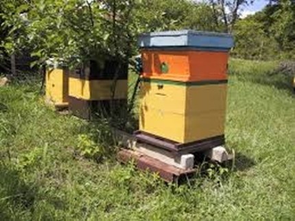 Откраднаха цял пчелин от Масларово