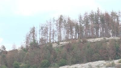 Бракониери отсякоха 41 зимни дъба