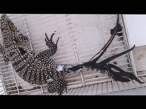 Вижте първия в света гущер с шест опашки