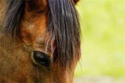 Неизвестен разстреля три коня в Балкана