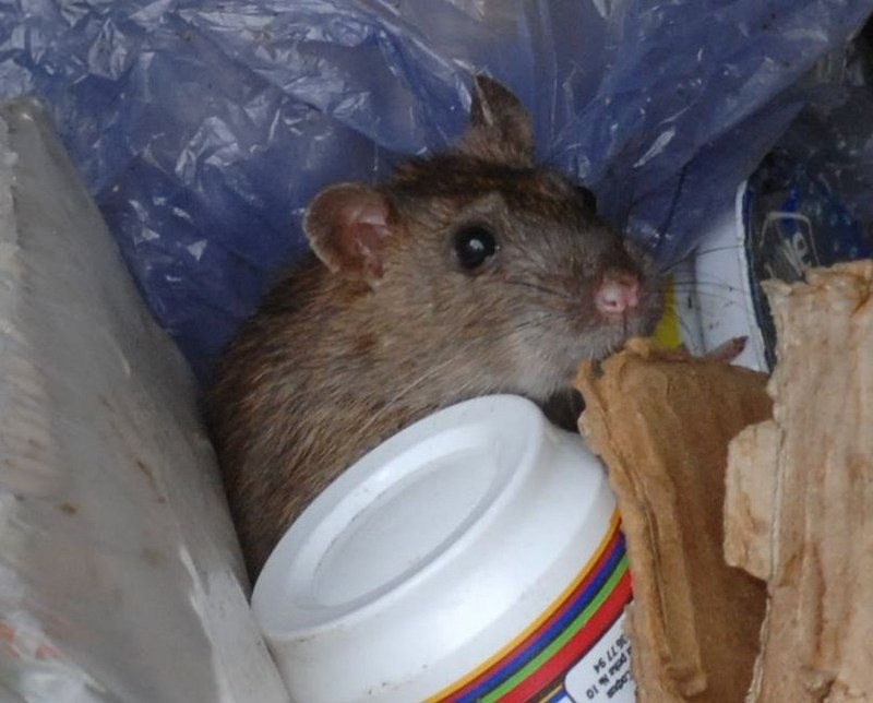 Откриха гризана от плъхове жена