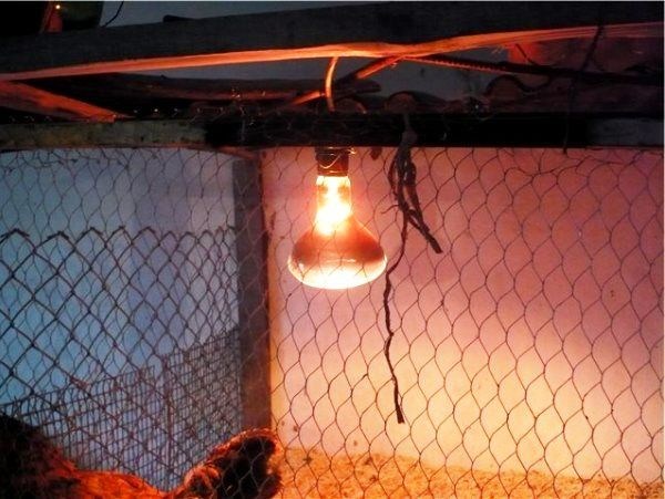 През зимата много кокошки не снасят