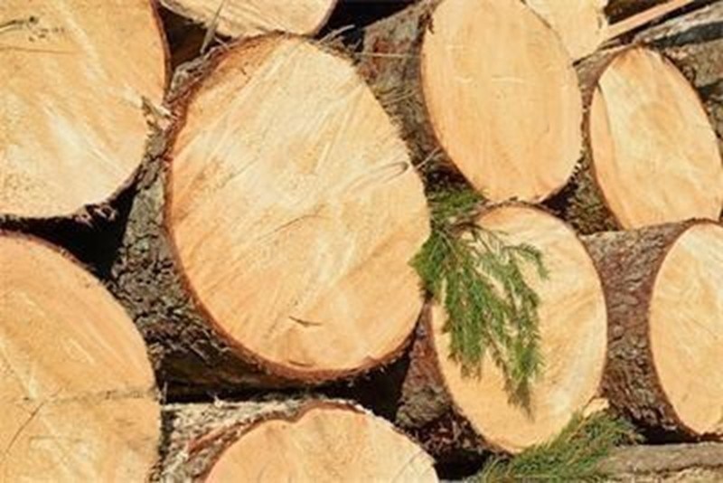 3 месеца условно и 2500 лв. глоба за незаконна сеч
