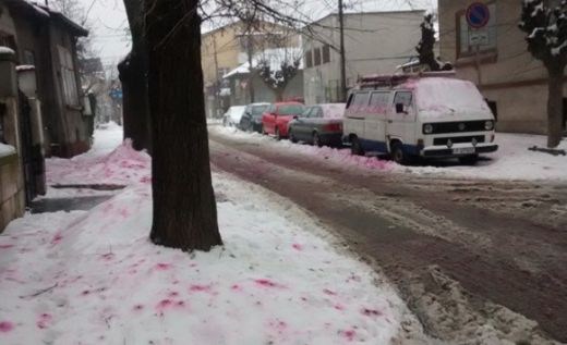 Цикламен сняг стресна хората в Русе